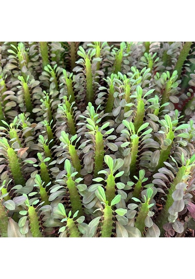 Sınırlı Üretim Euphorbia Trigona Red - Afrika Süt Ağacı Kaktüsü 5.5lik Saksıda, 20 Cm Ve Üzeri Boyda