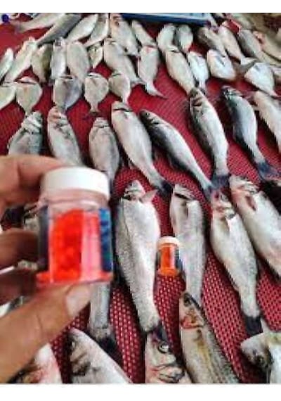 Deniz Ve Tatlı Su Levrek Çupra Alabalık Havyar Silikon Yem Karides Kokulu 6 Mm 90 Adet