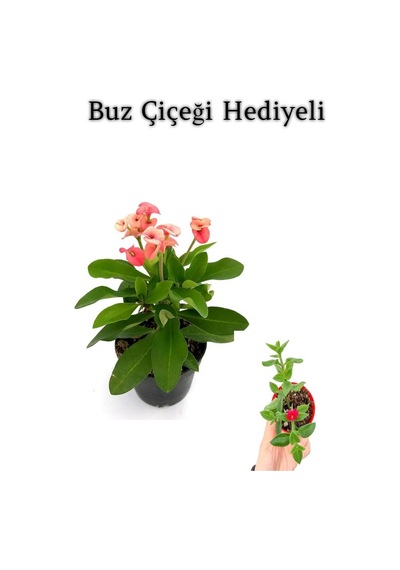 Pembe Çiçekli Milli Dikenler Tacı Kaktüs Sevgililer Gününe Özel Buz Çiçeği Hediyeli
