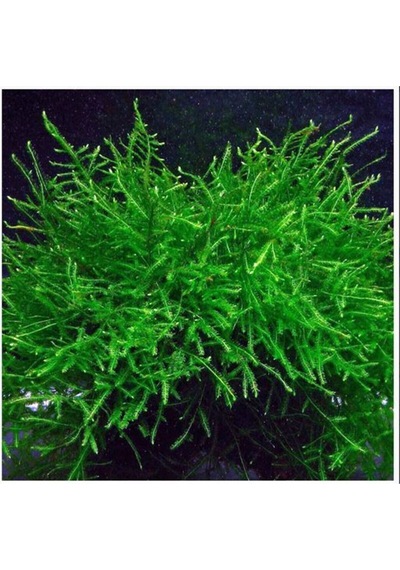 Java Moss Canlı Akvaryum Bitkisi 5X5 Kapta