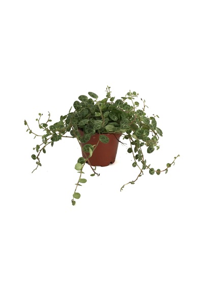 Peperomia Prostrata (Kaplumbağa Kabuğu Çiçeği) Ø8,5 CM Y10-15 CM