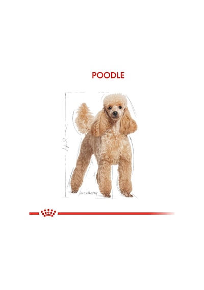 Royal Canin Adult Poodle Küçük Irk Yetişkin Köpek Maması 3 KG