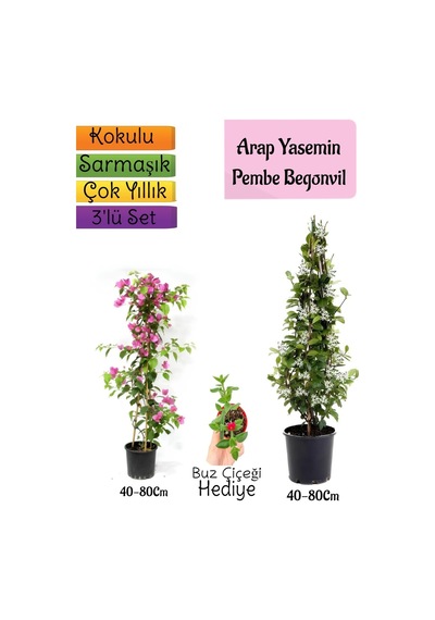 Kokulu Arap Yasemini+pembe Begonvil+buz Çiçeği 3'lü Bahçe Seti