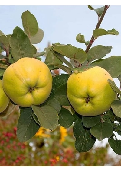 Eşme Ayva Fidanı 3 Yaşlı 130-150cm Yarıbodur Anaça Aşılı