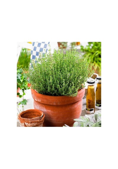 Dağ Bahçe Kekiği Fidanı 1 Adet Thymus Vulgaris 10-20 Cm