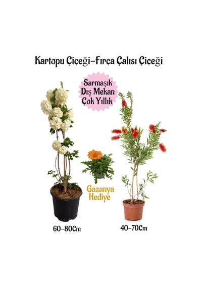 Kartopu Çiçeği 1 Adet +fırça Çalısı 1 Adet+turuncu Gazanya Hediye Saksılı Bahçe Seti