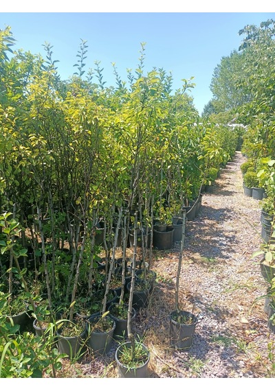 Yeşil Deniz Fidancılık Tüplü Ankara Armut Fidanı 100-150 Cm