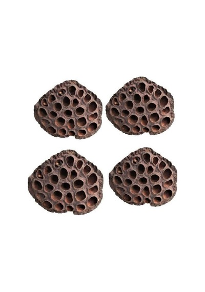 Rüzgar Çiçekçilik Succulent Gerçek Lotus Çiçeği Kahverengi