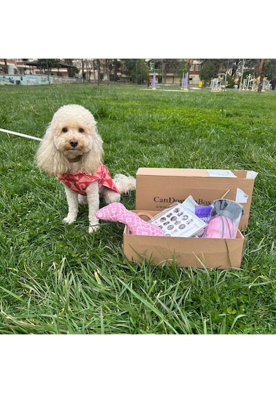 Candostumbox Evcil Hayvan Hediye Kutusu Kedi Köpek Tavşan Kuş B