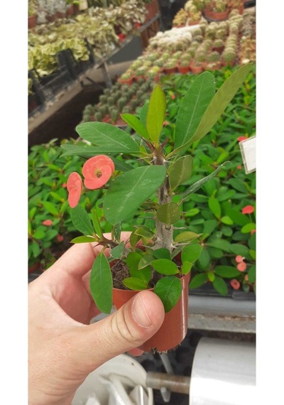 Videolu Mini Milli Dikenler Tacı Çiçekli 25 35 Cm Saksılı Kaktüs Euphorbia