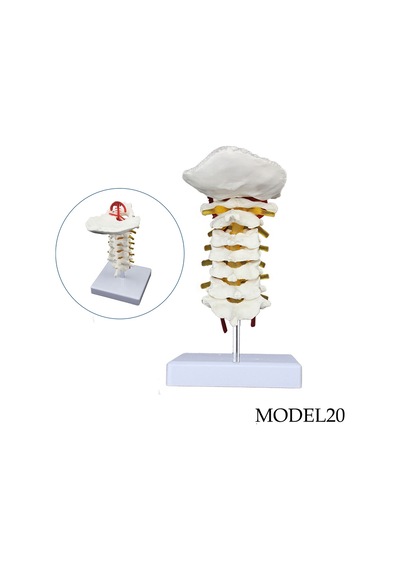 Servikal Boyun Omurga Maketi Model 20