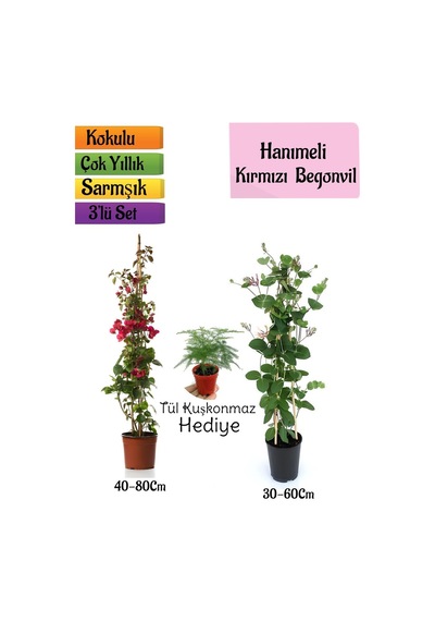 Kırmızı Begonvil+kokulu Hanımeli Çiçeği+tül Kuşkonmaz Hediyeli 3'lü Peyzaj Seti