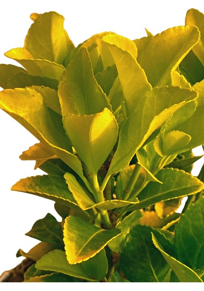 Gold Taflan Euonymus Japonica Aurea