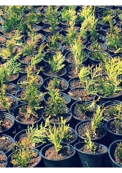 Favori Ürün Limoni Servi Limon Selvi Fidanı 10 15cm 8 Adet Tüplü Dış Mekan Cupressus Macrocarpa