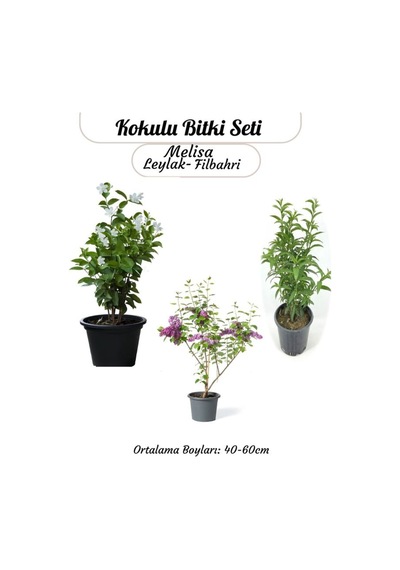 Saksılı Balkon Bahçesi Seti Filbahri- Melisa Ve Leylak İle Mini Bahçenizi Kurun