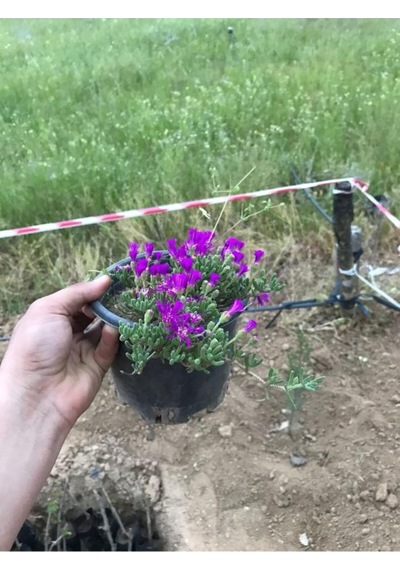 Acem Halısı Çiçeği 10-20 Cm