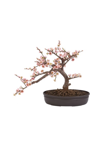 Bodur Ceherry Blossom Bonzai Ağacı Tohumu Ekim Seti 5 Tohum +Saks