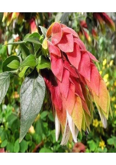 Videolu Pembe Renkli 4 Adet Karides Çiçeği Fidanı 40-60cm Saksılı Shrimp Plant