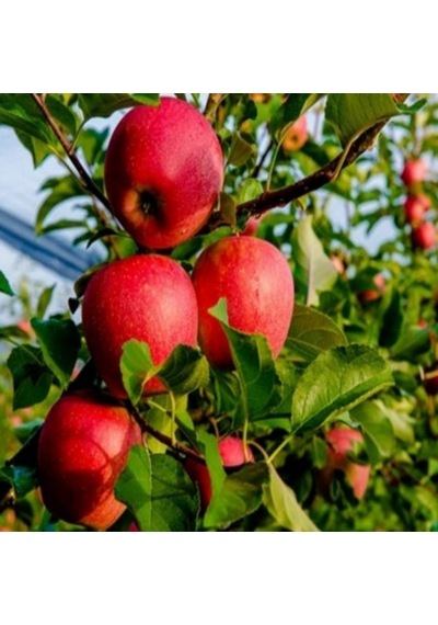 Tüplü Aşılı Sert Sulu Yüksek Verimli Yarı Bodur Fuji Kiku Elma Fi