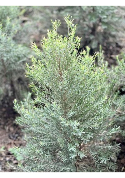 Videolu Leylandi Ile Doğayı Bahçenize Getirin 40 60 Cm 1 Adet Saksılı Cupressocyparis Leylandii