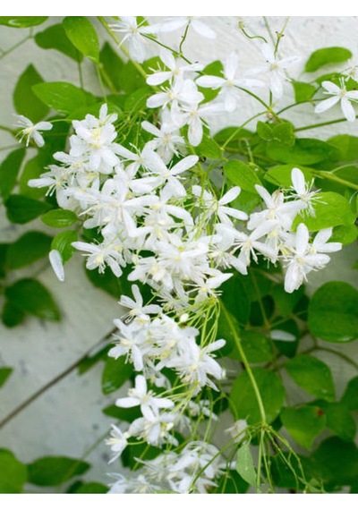 Hanımeli Beyaz Çiçekli 30 50 Cm 1 Adet Dış Mekan Sarmaşık Bitkileri Caprifoliaceae