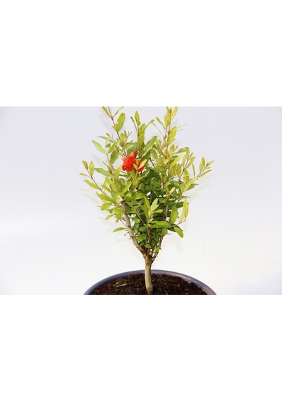 Bonsai Punica Süs Narı - Grey Serisi  6142