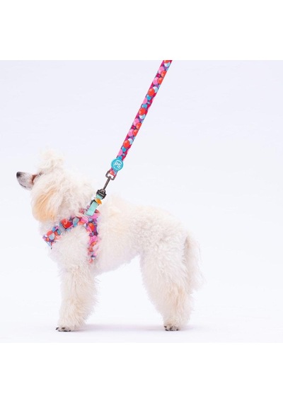 Pawstar L20 Balloons Sevk Kayışı Çok Renkli