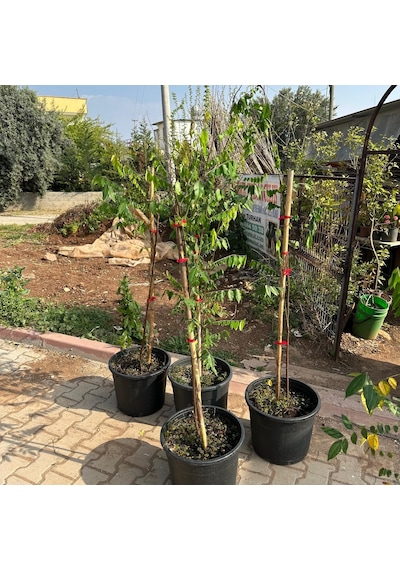 20 Lt Saksıda Meyve Verir Durumda Carambola Yıldız Meyvesi Fidanı