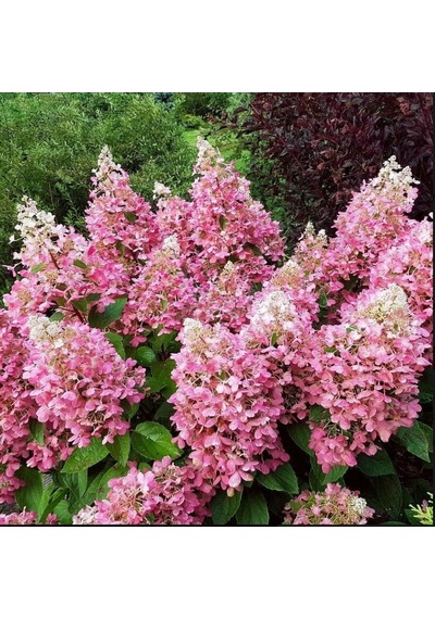 Soğuklara Dayanıklı Hydrangea Anomala Pink Lady Ortanca Fidanı