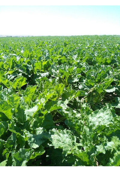 Agroege Bosteer Sülfasit - Toprak Ph Düzenleyici 20 Litre