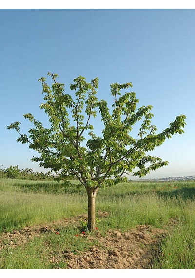Favori Ürün Çınar Ağacı Fidanı Doğu Çınarı 80 90 Cm 4 Adet Tüplü Dış Mekan Platanus Orientalis
