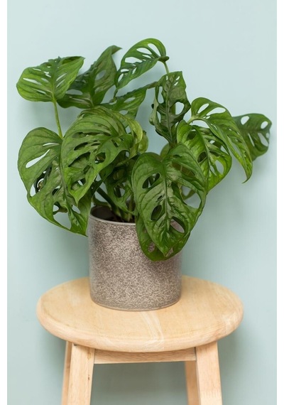 Ithal Monstera Adansonii Monstera Monkey Mask Ithal Deve Tabanı - 284023399