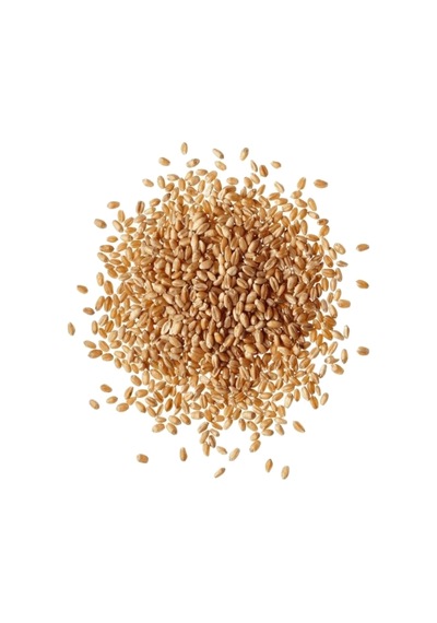 5 Kg Yemlik Buğday / Kuş Tavuk Kaz Ördek Yemi, %100 Doğal