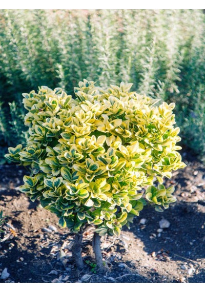Favori Ürün Altuni Gold Taflan Doğal Çit 25 45 Cm 1 Adet Saksılı Dış Mekan Bitkisi Euonymus