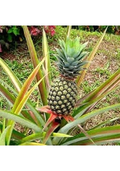 Saksıda Ananas Meyvesi Fidanı Del Monte 2 Cinsi