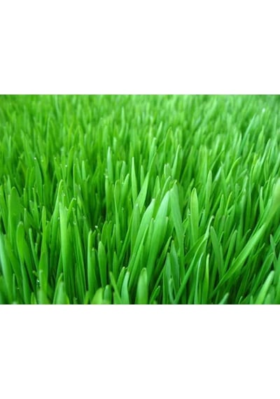1 KG İthal 3Lü Karışım Çim Tohumu + Tohum