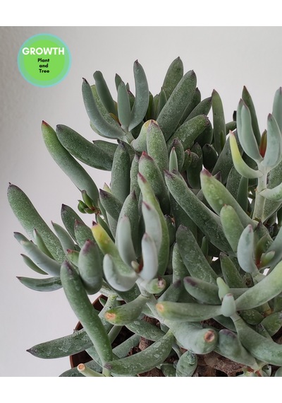 Cotyledon Orbiculata Sukulent 1 Adet