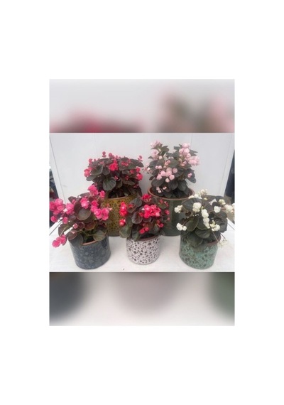 Şeker Begonya Fidanı Saksıda Canlı Çiçek 10-20 Cm