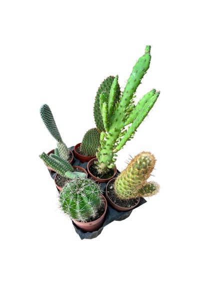 Kaktüs & Sukulent 6'lı Karışık Set