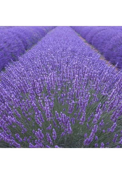 10 Adet Açık Köklü Angustifolia Lavanta Fidanı Fidesi