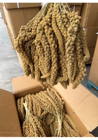 Buradabulabilirsin Kızıl Dal Darı 1 Kg Bbz