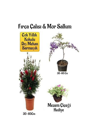 Fırça Çalısı Fidanı+mor Salkım Ağacı Fidanı Mezem Çiçeği Hediyeli Peyzaj Seti