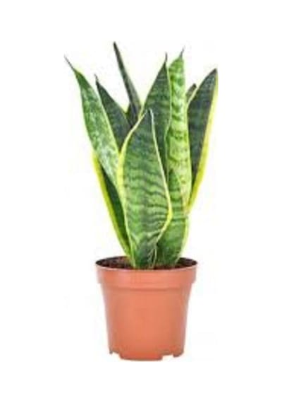 Kılıç Çiçeği 40 Cm Paşa Kılıcı Sansevaria Peygamber Kılıcı Çiçeği