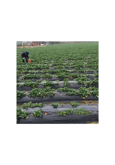 Hbv000012cuyq Çilek Mulch 130cm -