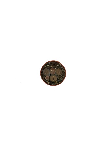 Lithops Mix (Taş Kaktüs) Ø5,5 CM Y0-10 CM