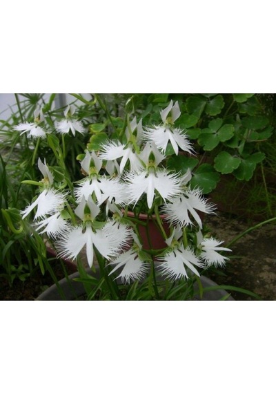 Japon Radiata Orkide Çiçeği Tohumu 5 Tohum +