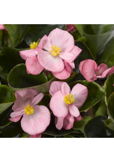 Begonya Begonia Pembe Renk 10 Adet