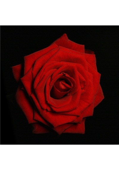 Kırmızı Gül Ve Gerbera Doğal Taş Bardak Altlığı 4'lü Set Taş Kırmızı