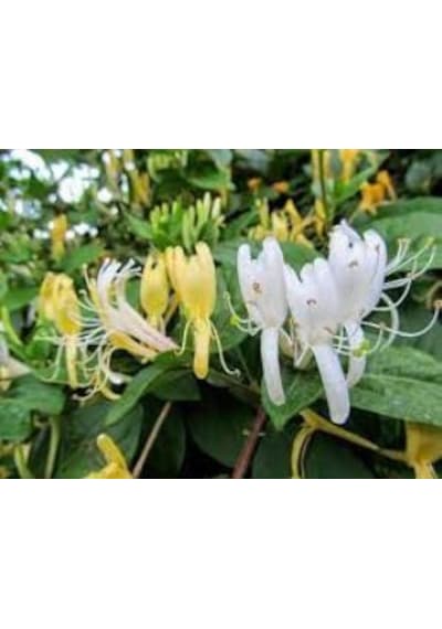 Hanımeli Lonicera Periclymenum Fidanı 15-25 Cm