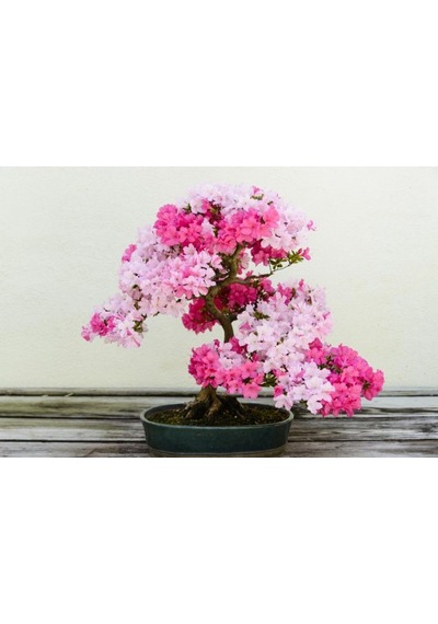 Erguvan Bonzai Ağacı Tohumu 5 Tohum + Bonsai Tohumu